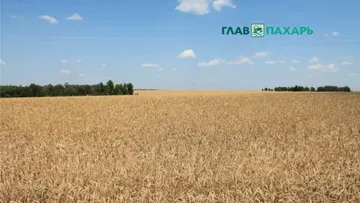 На Ставрополье за 375,7 млн рублей продают зерновое предприятие СПК Архангельский